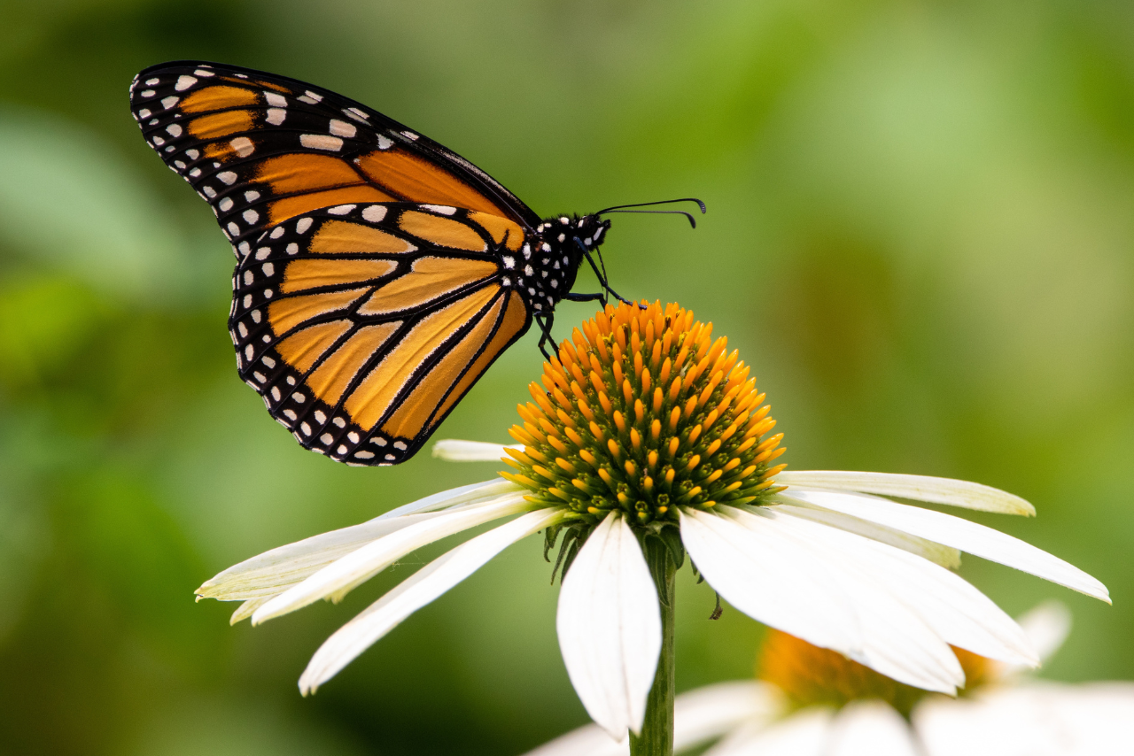 Monarch butterfly feeding on a white coneflower in a lush garden, showcasing vibrant orange wings with black and white patterns